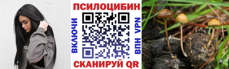 купить закладку Аркадак Псилоцибиновые грибы мицелий